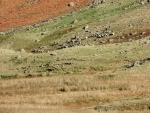 Herdwick migration.
