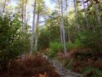 Great Wood.