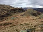 From Blake Rigg looking towards the larches of Hawk Rigg.