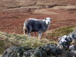 Wetherlam walk.