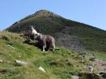 Catstycam.