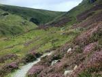 Looking back up the Sticks Pass track.