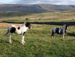Mallerstang Edge in the distance.