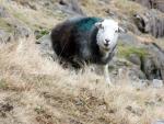Bowfell walk.
