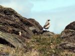Wheatear.