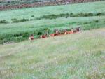 Swindale walk.