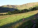 Swindale.