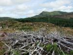 Lag Bank rising up beyond the conifers on the right. White Pike in the distance.