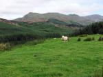 Looking across Broughton Moor Forest to White Pike and the Coniston Fells.