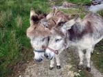 Birker Fell donkeys.