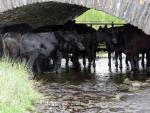 Cool cows.