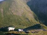 From Catstycam looking down the North -west ridge.