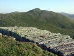 Catstycam.