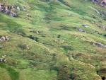 Zoom to Fell ponies on the slopes  below Kentmere Pike.
