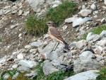 Juvenile Wheatear.