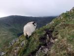 Riggindale walk.
