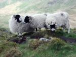 Riggindale walk.