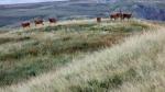The first herd of red deer out of many I see this morning.