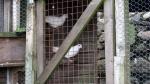 ......until I see some white doves in a pen.