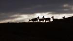 .......the deer become silhouetted.....