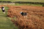 Hindscarth and Robinson walk.