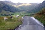 Tek care lambs ont road.