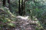 back down into the woods below Whitbarrow.