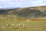 Way across I can still see the ponies on the middle of the fell.
