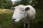 What ewe looking at?