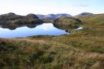 Angletarn.