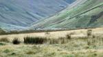 Higher up the dale, Fell ponies.