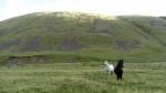 Fell ponies.
