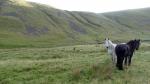 Fell ponies.