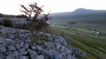 Ingleborough from Twistleton Scar End.
