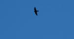 Peregrine.