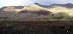 Great Moss.